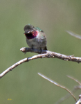 Broad tailed Hummingbird 0510